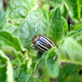 Štetočine krompira i njihova kontrola